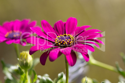 Red Marguerite field