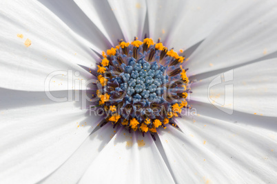 Beautiful Marguerite macro