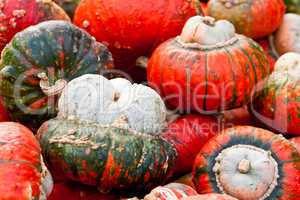 Kürbis Bischofsmütze, Squash Red Turban