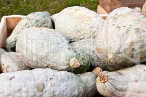 Kürbis Blue Hubbard, Squash Blue Hubbard