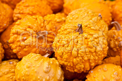 Kürbis Warted Orange, Orange Warted Gourds