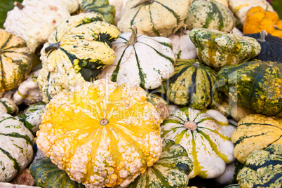 Zierkürbisse, squash for decoration