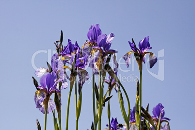 Iris sibirica, Sibirische Schwertlilie (Sibirian Iris)