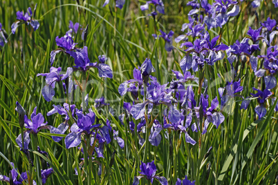 Iris sibirica, Sibirische Schwertlilie (Sibirian Iris)