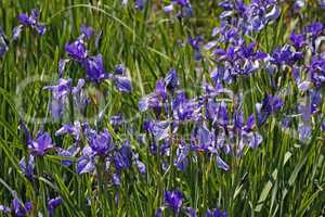 Iris sibirica, Sibirische Schwertlilie (Sibirian Iris)