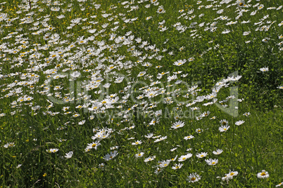 Leucanthemum vulgare, Wiesen-Margerite, Wiesen-Wucherblume