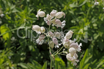 Silene vulgaris, Traubenkropf-Leimkraut