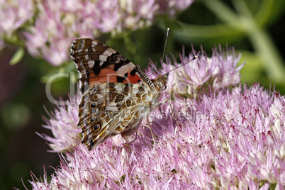 Distelfalter (Vanessa cardui) auf Sedum spectabile, Schöne Fetthenne