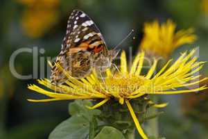 Distelfalter (Vanessa cardui)