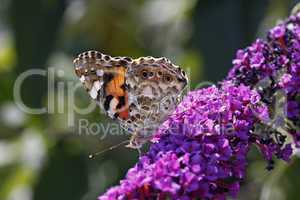 Vanessa cardui, Distelfalter (Cynthia cardui) auf Buddleja