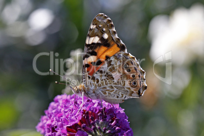 Vanessa cardui, Distelfalter (Cynthia cardui) auf Buddleja