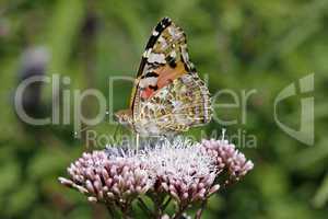 Vanessa cardui, Cynthia cardui, Distelfalter auf Eupatorium cannabinum, Wasserdost