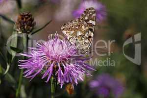 Distelfalter, Vanesssa cardui auf Centaurea phrygia, Prygische Flockenblume