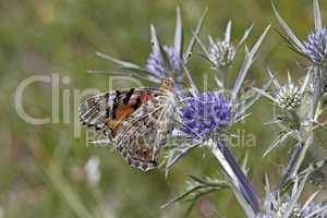 Vanessa cardui, Distelfalter auf Eryngium amethystinum, Blauer Mannstreu