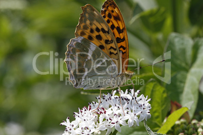 Argynnis paphia, Kaisermantel