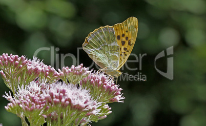 Argynnis paphia, Kaisermantel