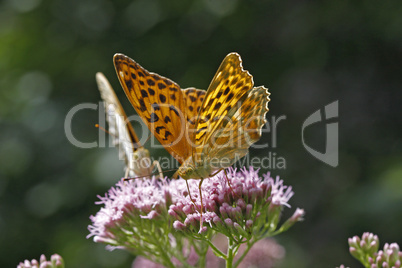 Argynnis paphia, Kaisermantel