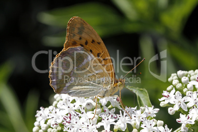 Argynnis paphia, Kaisermantel