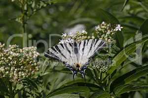 Iphiclides podalirius, Segelfalter