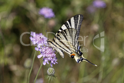 Iphiclides podalirius, Segelfalter