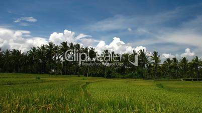 RIcefield