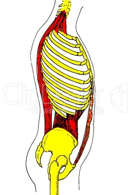 human trunk