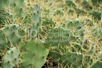 Many cacti, cactuses