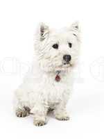 white Terrier