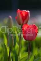 Tulpen