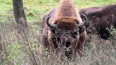 european bison