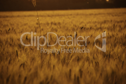 Cornfield in Tuscany Countryside