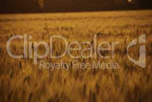 Cornfield in Tuscany Countryside