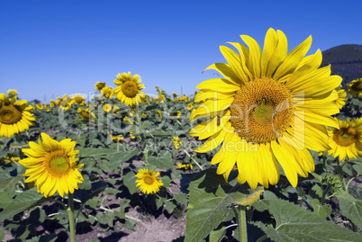 Sunflowers on a Tuscan Meadow