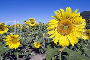 Sunflowers on a Tuscan Meadow