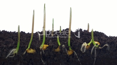 Growing green grass from seeds isolated on white background