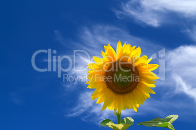 Sunflower against blue sky