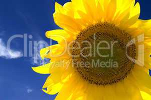 Closeup of yellow sunflower