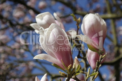 Magnolienblüten