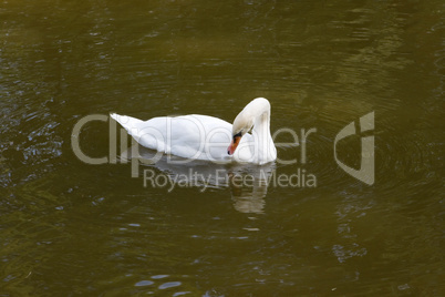 white swan on to the pond
