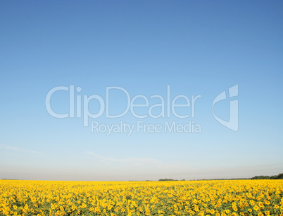 blooming sunflower field