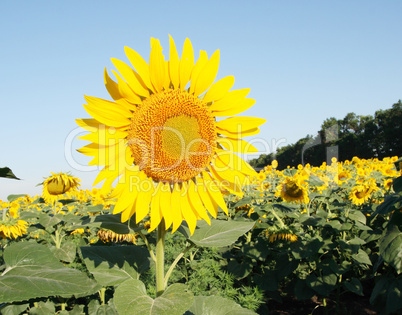 blooming sunflower field