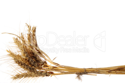 Wheat ear on the white background