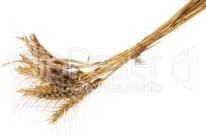 Wheat ear on the white background