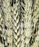 Wheat ear  background