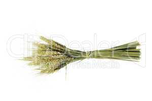 Wheat ear on the white background