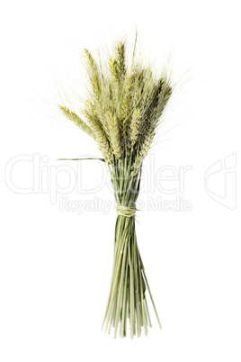 Wheat ear on the white background