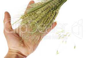 Wheat in hand on the white background