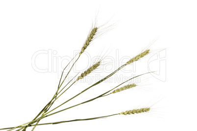 Wheat ear on the white background