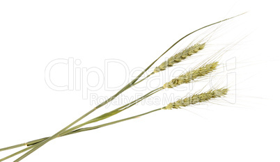 Wheat ear on the white background