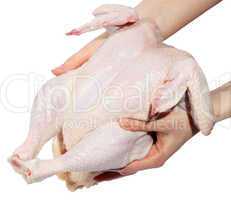 Fresh hen in a hand. (isolated)